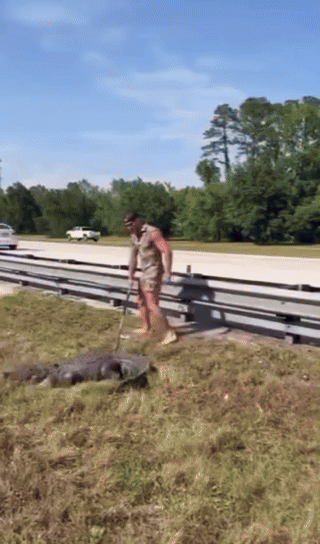 [서울=뉴시스] 미국 플로리다주 고속도로에 나타난 거대한 악어와 맨발로 씨름하는 남성의 모습이 담긴 영상이 화제다.(사진=WTVX)&nbsp; *재판매 및 DB 금지
