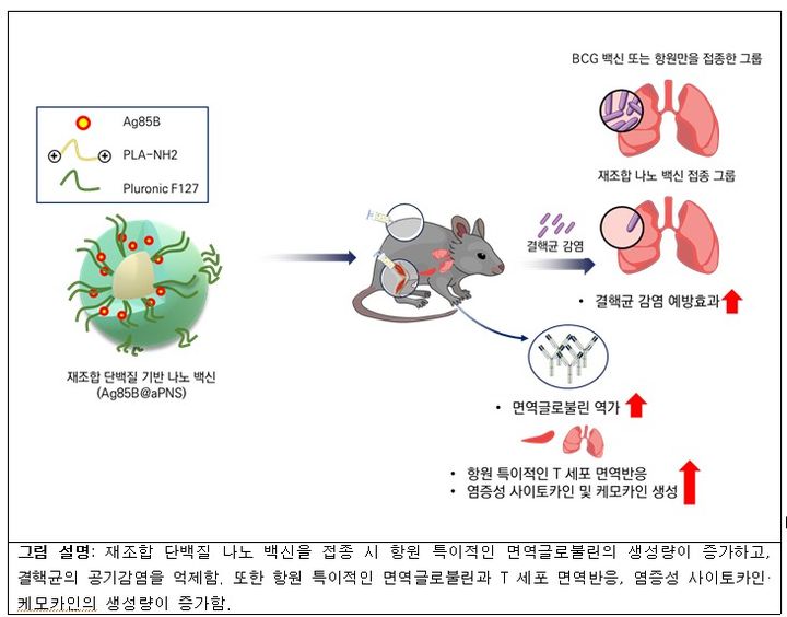 [세종=뉴시스]&nbsp; 나노입자 전달체 활용 결핵 백신 연구 모식도(사진=질병관리청) *재판매 및 DB 금지