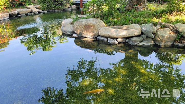 [창원=뉴시스]새롭게 단장한 경남도청 정원 내 생태연못에서 비단잉어가 유영하고 있다.(사진=경남도 제공)2025.05.01. photo@newsis.com