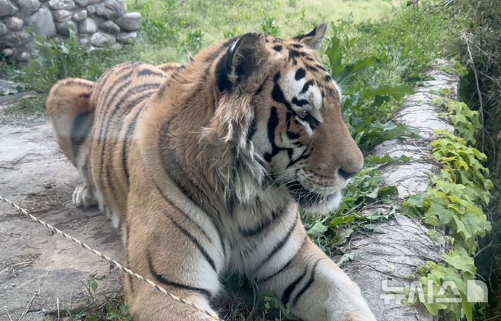 [광주=뉴시스] 광주 우치동물원 벵갈호랑이. (사진=광주시청 제공). photo@newsis.com *재판매 및 DB 금지