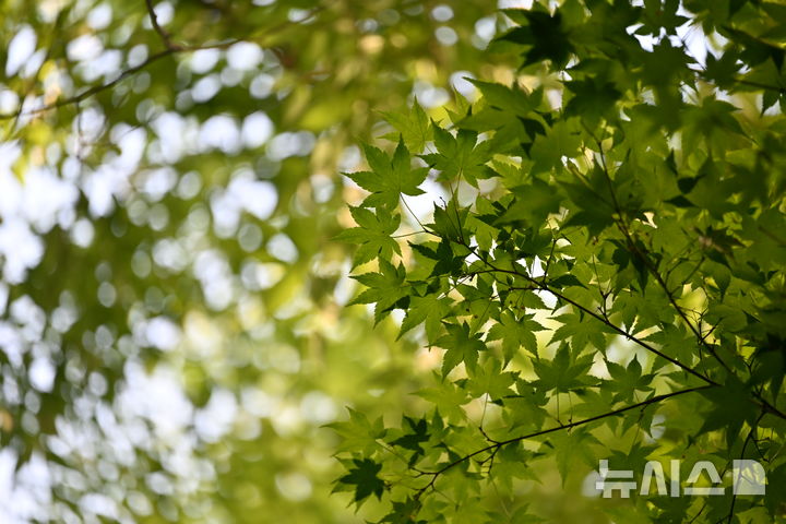 [광주=뉴시스] 이영주 기자 = 광주지역에 맑은 날씨가 이어진 26일 오후 광주 서구 5·18자유공원에 심어진 단풍나무에서 단풍 잎이 햇빛을 받고 있다. 2025.04.26. leeyj2578@newsis.com