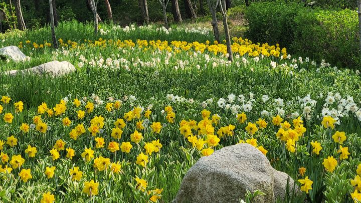 [수원=뉴시스] 바다향기수목원 수선화. (사진=경기도 제공) 2025.05.02. photo@newsis.com *재판매 및 DB 금지