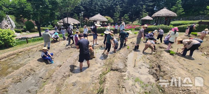 [용인=뉴시스]농촌테마파크에서 모내기 체험(사진=용인시 제공)2025.05.02.photo@newsis.com