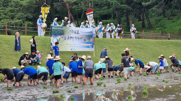 [서울=뉴시스] 2024년 충무공 묘소 위토 모내기 (사진=국가유산청 제공) 2025.05.02. photo@newsis.com *재판매 및 DB 금지