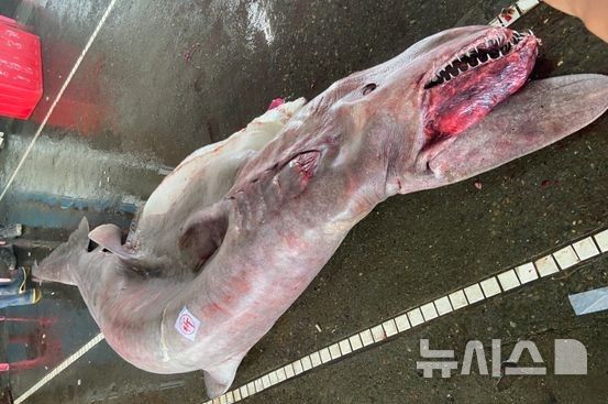[서울=뉴시스]2023년6월 대만에서 잡힌 마귀상어 모습. (사진=대만해양박물관)