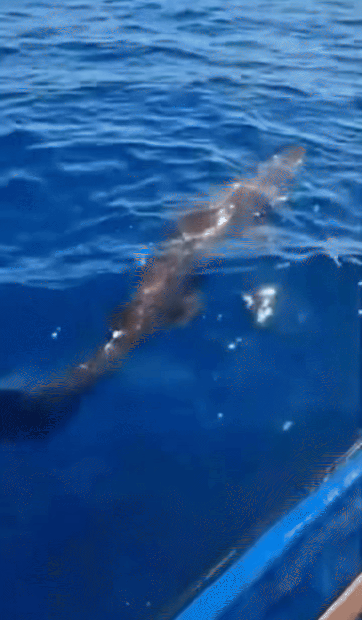 [서울=뉴시스] 스페인에서 심해 희귀종인 '마귀상어(고블린 상어)'가 포착됐다.(사진=유튜브 JAM PRESS) *재판매 및 DB 금지 *재판매 및 DB 금지