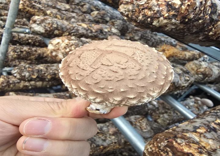 일라이트 표고(사진=영동군 제공) *재판매 및 DB 금지