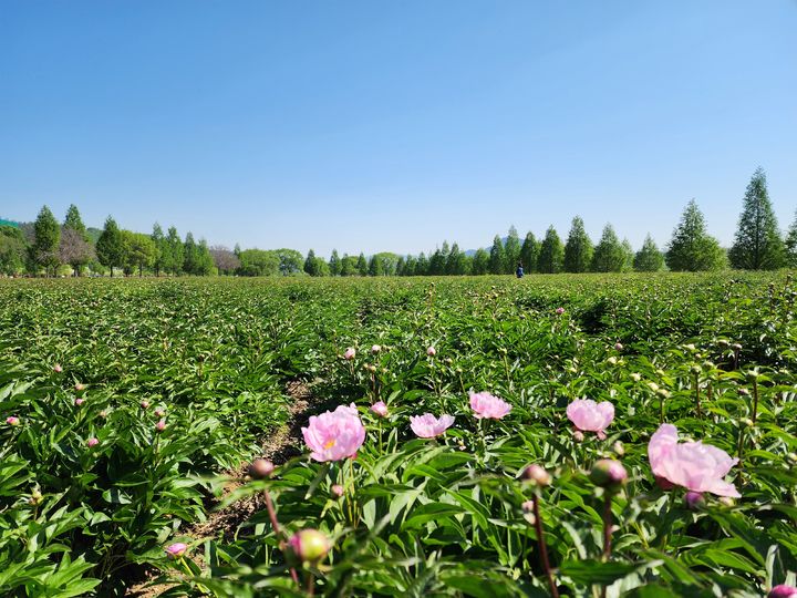 [합천=뉴시스] 합천군 핫들생태공원, 작약꽃 개화로 봄 정취 물씬 (사진=합천군 제공) 2025. 05. 02. photo@newsis.com&nbsp; *재판매 및 DB 금지