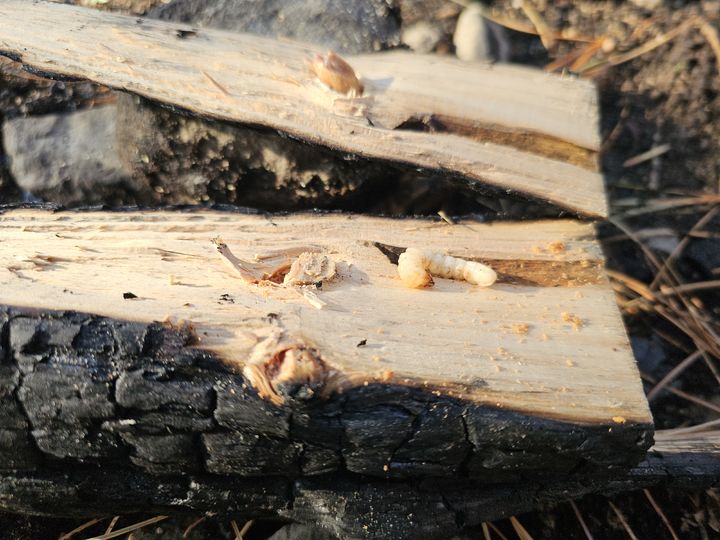 [대전=뉴시스] 산불 피해목에서 생존하는 매개충 유충.(사진=국립산림과학원 제공) *재판매 및 DB 금지