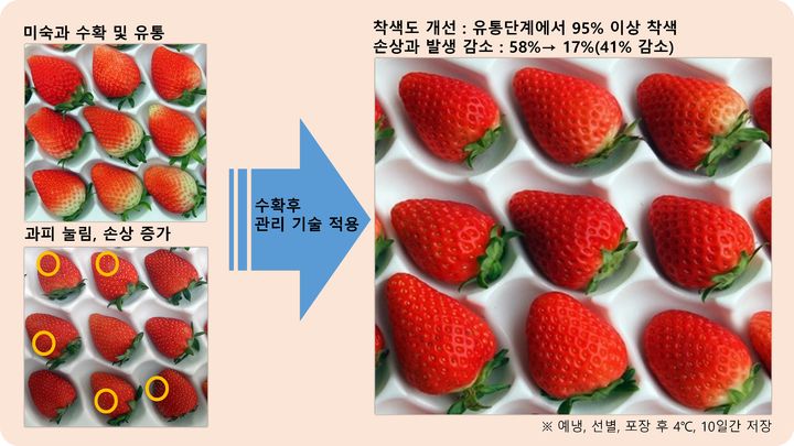 경남농기원, 수출용 딸기 품질 향상 기술 개발!