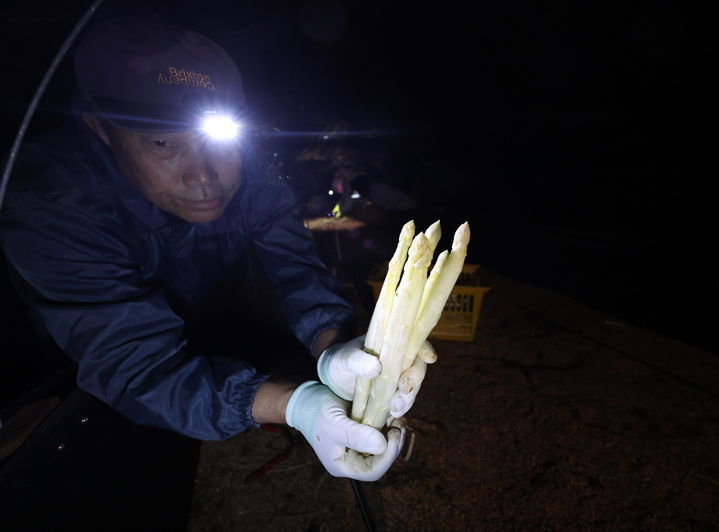 [태안=뉴시스] 지난달 24일 태안군 안면읍 창기리의 한 농장에서 농장주가 갓 수확한 화이트 아스파라거스를 보여 주고 있다. (사진=태안군 제공) 2025.05.02. photo@newsis.com *재판매 및 DB 금지