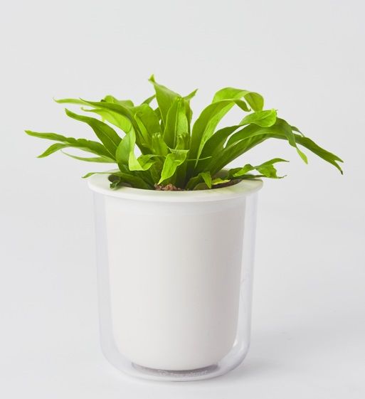 [대전=뉴시스] 한국인의 MBTI 유형 중 가장 높은 비율을 차지하는 ISTJ 유형에 추천하는 반려식물 '파초일엽'.(사진=한국수목원정원관리원 제공) *재판매 및 DB 금지