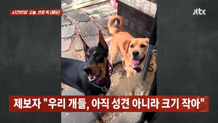 [서울=뉴시스] 제보자의 반려견 사진.(사진=JTBC 사건반장 갈무리) *재판매 및 DB 금지