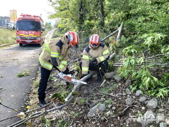 [제주=뉴시스] 강풍주의보가 내려진 3일 오전 제주시 노형동에서 나무가 쓰러져 소방당국이 안전조치에 나서고 있다. (사진=제주소방안전본부 제공) 2025.05.03. photo@newsis.com