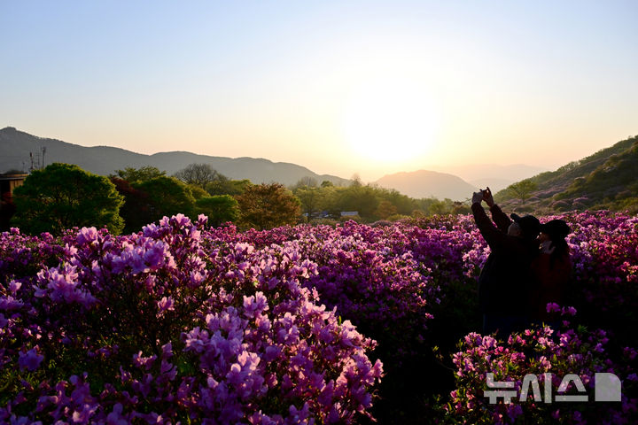 [합천=뉴시스] 차용현 기자 = 4일 오전 경남 합천군 황매산 정상에 화려한 철쭉이 꽃망울을 터뜨려 장관을 이루고 있다. 매년 5월이면 만개하는 황매산 철쭉은 전국 최대 규모로 올해도 어김없이 봄의 절정을 알리며 수많은 상춘객을 유혹하고 있다. 2025.05.04. con@newsis.com