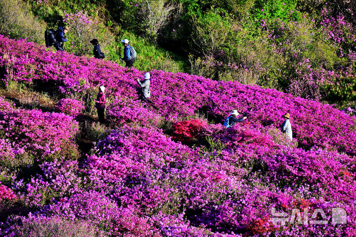 [합천=뉴시스] 차용현 기자 = 4일 오전 경남 합천군 황매산 정상에 화려한 철쭉이 꽃망울을 터뜨려 장관을 이루고 있다. 매년 5월이면 만개하는 황매산 철쭉은 전국 최대 규모로 올해도 어김없이 봄의 절정을 알리며 수많은 상춘객을 유혹하고 있다. 2025.05.04. con@newsis.com
