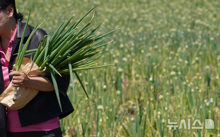 [서귀포=뉴시스] 우장호 기자 = 맑은 날씨를 보인 4일 오후 제주 서귀포시 표선면 보롬왓 농장에서 열린 '파릇파릇 대파축제' 입장객이 대파 수확 체험을 하고 있다. 2025.05.04. woo1223@newsis.com