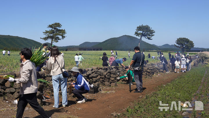 [서귀포=뉴시스] 우장호 기자 = 맑은 날씨를 보인 4일 오후 제주 서귀포시 표선면 보롬왓 농장에서 열린 '파릇파릇 대파축제'에서 입장객들이 대파 구워 먹기 체험을 하며 즐거운 시간을 보내고 있다. 2025.05.04. woo1223@newsis.com