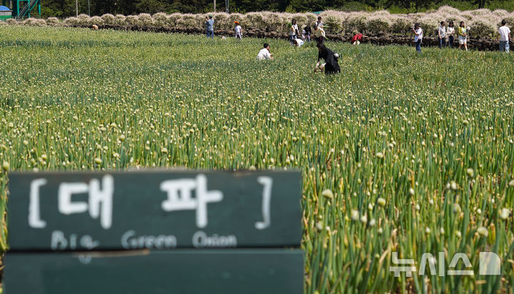[서귀포=뉴시스] 우장호 기자 = 맑은 날씨를 보인 4일 오후 제주 서귀포시 표선면 보롬왓 농장에서 열린 '파릇파릇 대파축제'에서 입장객들이 대파 구워 먹기 체험을 하며 즐거운 시간을 보내고 있다. 2025.05.04. woo1223@newsis.com