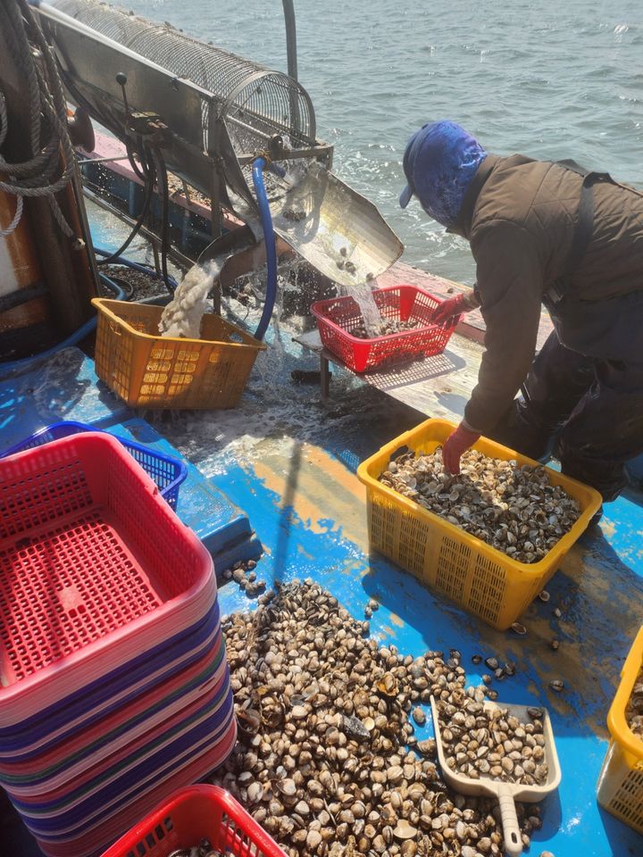 새꼬막 양식 어업인의 조업 현장 (사진=부안군 제공) *재판매 및 DB 금지