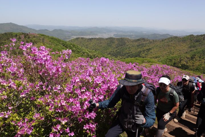 [보성=뉴시스] 지난 5일 전남 보성군 일림산에서 열린 제21회 철쭉문화행사를 찾은 탐방객들. (사진=보성군 제공) 2025.05.05. photo@newsis.com *재판매 및 DB 금지