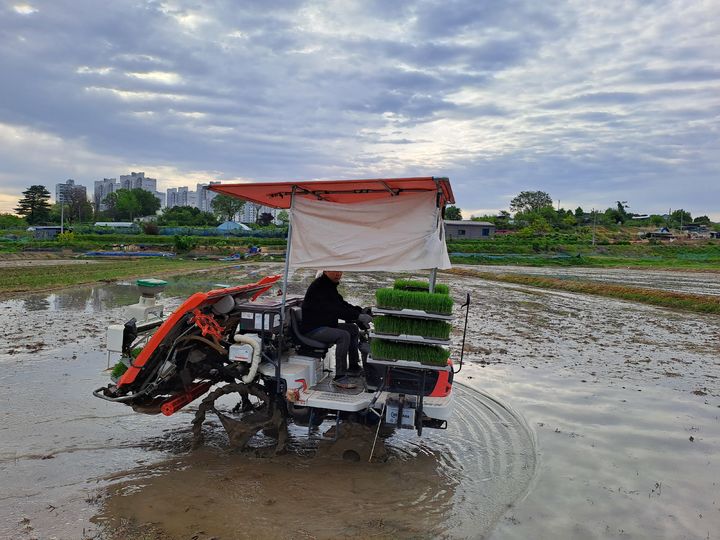 [대전=뉴시스]올해 첫 대전지역 모내기가 5일 유성구 교촌동 김도경 농가에서 시작됐다. 2025. 05. 05 photo@newsis.com *재판매 및 DB 금지