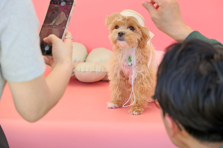 [임실=뉴시스] 김종효 기자 = 임실N펫스타 둘째 날인 지난 4일 전북 임실군 오수의견공원에서 열린 '전국 반려동물 패션쇼', 예쁜 옷을 입은 반려견이 사진을 찍고 있다. (사진=임실군 제공) 2025.05.05. photo@newsis.com *재판매 및 DB 금지