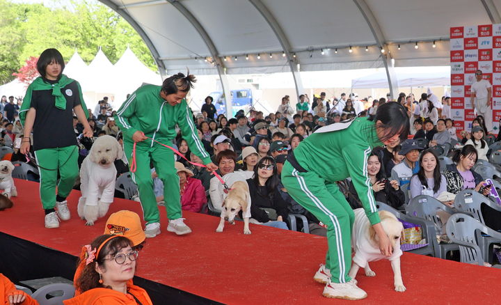 [임실=뉴시스] 김종효 기자 = 임실N펫스타 둘째 날인 지난 4일 전북 임실군 오수의견공원에서 열린 ‘전국 반려동물 패션쇼’, 반려견들이 패션쇼 런웨이를 걷고 있다. (사진=임실군 제공) 2025.05.05. photo@newsis.com *재판매 및 DB 금지