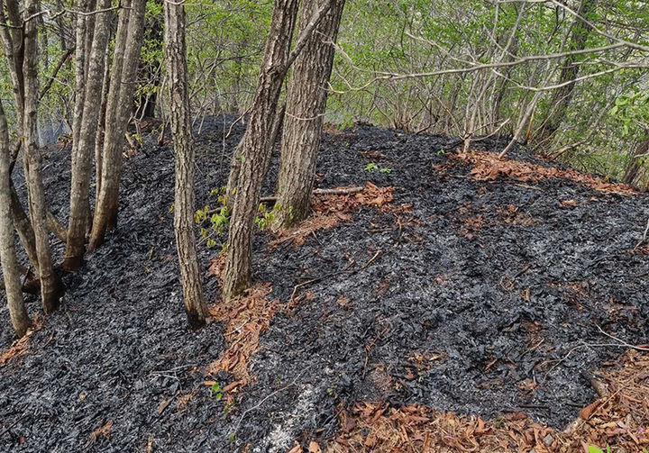 6일 오전 8시 57분께 강원 평창군 대관령면 병내리에서 발생한 산불이 2시간여 만인 이날 오전 11시 8분께 완전 진화됐다.(사진=강원특별자치도 소방본부 제공) *재판매 및 DB 금지