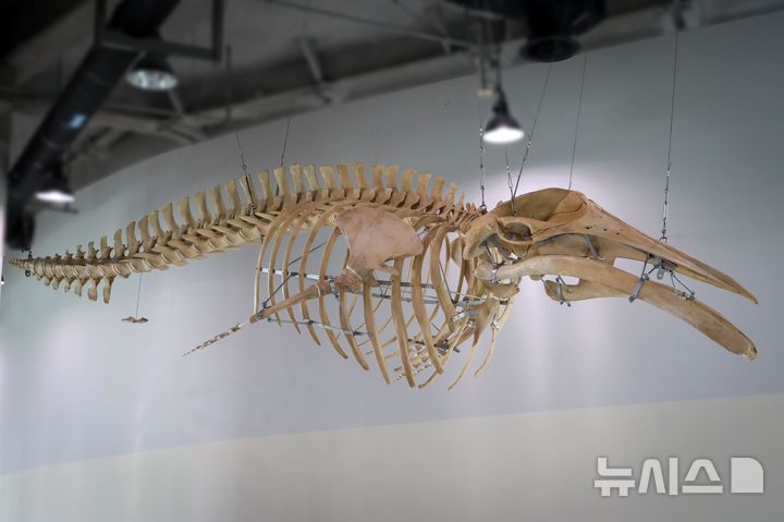 [서울=뉴시스] 국립인천해양박물관 3층 로비에 길이 7.4m 밍크고래 골격 표본이 설치 완료된 모습이다.