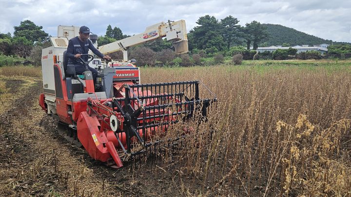 [제주=뉴시스] 제주도 농업기술원은 참깨 수확 소요 시간을 단축하기 위해 콤바인으로 수확이 가능한 신품종 '하니올' 실증 재배를 한다. (사진=제주도 제공) 2025.05.07. photo@newsis.com *재판매 및 DB 금지
