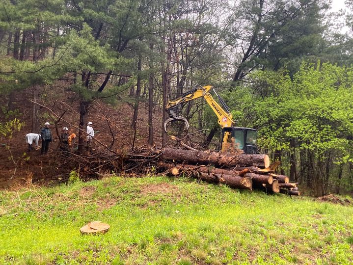 고사목 제거 작업. (사진=가평군 제공) photo@newsis.com *재판매 및 DB 금지