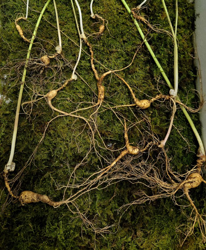 [함양=뉴시스] 경남 함양출신 약초꾼 황수철(66)씨가 지리산 자락에서 70년근 이상이 추정되는 천종산삼 30뿌리를 발견했다. (사진=황수철씨 제공) 2025.05.07. photo@newsis.com&nbsp; *재판매 및 DB 금지