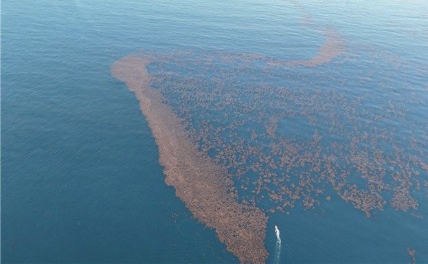 [부산=뉴시스] 괭생이모자반 현장 조사 (사진=국립해양조사원 제공) 2025.05.07. photo@newsis.com *재판매 및 DB 금지