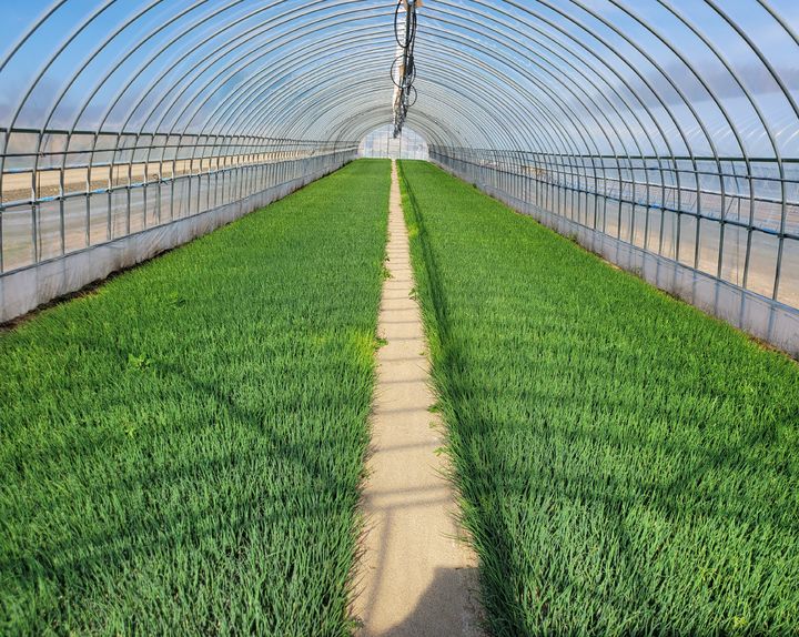 [세종=뉴시스] 농촌진흥청은 양파 기계정식(기계 아주심기) 확대를 위해 오는 8일 양파 주산지 농가 및 관계자를 대상으로 '기계 아주심기용 양파 육묘 유형별 생산기술 설명회'를 개최한다고 7일 밝혔다. 사진은 시설 토양. (사진=농진청 제공) 2025.05.07. photo@newsis.com *재판매 및 DB 금지