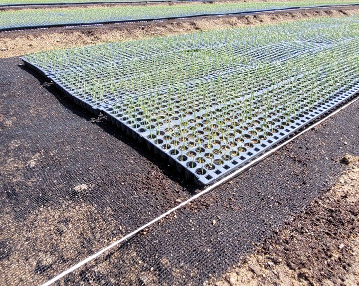 [세종=뉴시스] 농촌진흥청은 양파 기계정식(기계 아주심기) 확대를 위해 오는 8일 양파 주산지 농가 및 관계자를 대상으로 '기계 아주심기용 양파 육묘 유형별 생산기술 설명회'를 개최한다고 7일 밝혔다. 사진은 노지 토양. (사진=농진청 제공) 2025.05.07. photo@newsis.com *재판매 및 DB 금지