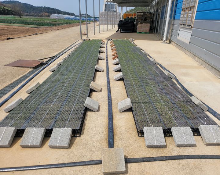 [세종=뉴시스] 농촌진흥청은 양파 기계정식(기계 아주심기) 확대를 위해 오는 8일 양파 주산지 농가 및 관계자를 대상으로 '기계 아주심기용 양파 육묘 유형별 생산기술 설명회'를 개최한다고 7일 밝혔다. 사진은 노지 벤치. (사진=농진청 제공) 2025.05.07. photo@newsis.com *재판매 및 DB 금지