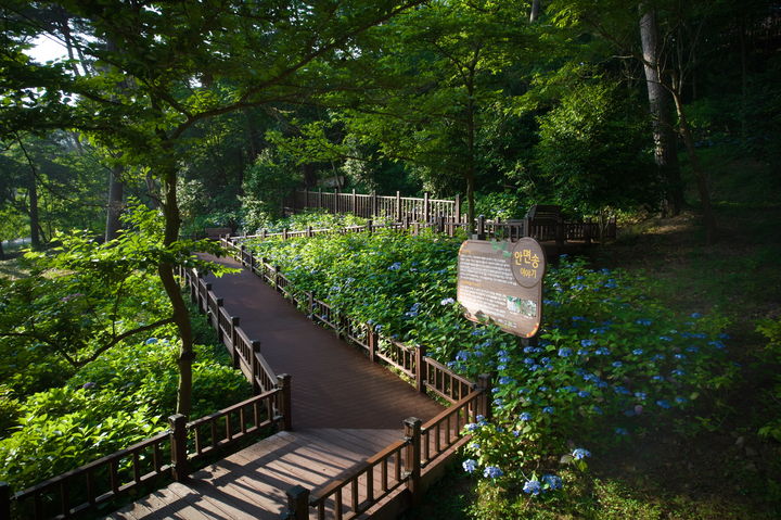 [대전=뉴시스] 녹색인프라 확충사업으로 충남 태안군 안면도수목원에 조성된 무장애나눔길의 모습 내.(사진=한국산림복지진흥원 제공) *재판매 및 DB 금지