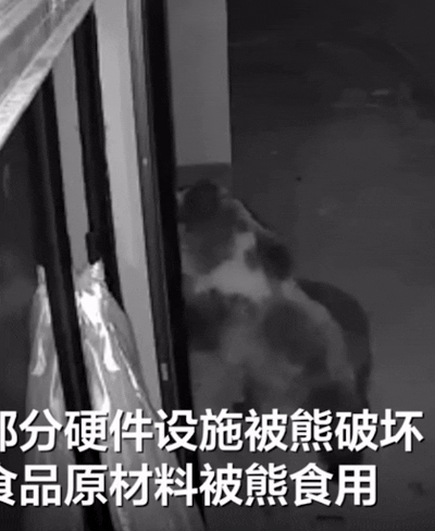 [서울=뉴시스]&nbsp; 중국 신경보에 따르면 티베트 자치구 나취시의 한 밀크티 가게에 개점 이래 가장 특별한 손님이 찾아왔다.(사진=신경보) *재판매 및 DB 금지 *재판매 및 DB 금지