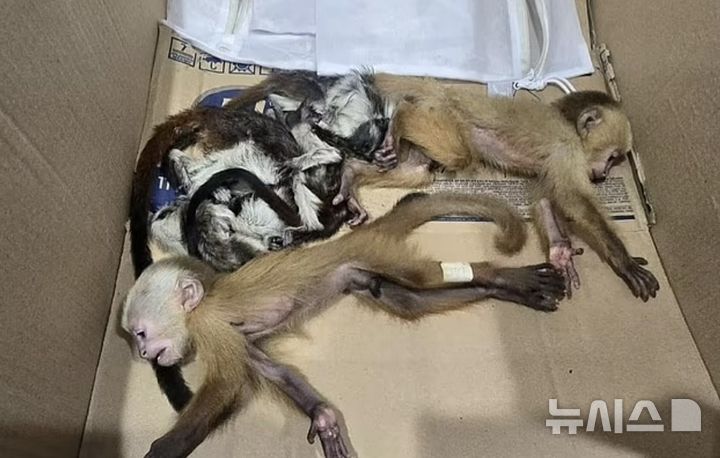 "불룩 한 게 뭐지?…속옷에 원숭이 숨겨 밀반출 부부 체포 