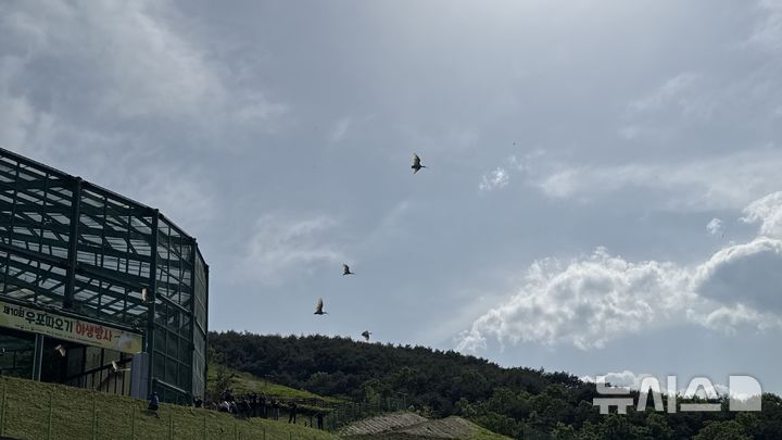 [창녕=뉴시스] 7일 오후 경남 창녕군 유어면 우포따오기복원센터에서 제10회 야생방사 행사를 통해 사육장을 벗어난 우포따오기들이 힘차게 날고 있다.(사진=경남도 제공) 2025.05.07. photo@newsis.com
