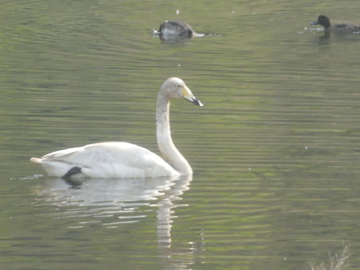 [울산=뉴시스] 울산시는 최근 태화강 상류인 구수교와 울산역 인근에서 천연기념물이자 멸종위기야생생물인 수달과 큰고니가 잇따라 관찰됐다고 8일 밝혔다. 사진은 큰고니. (사진= 울산시 제공) 2025.05.08.photo@newsis.com *재판매 및 DB 금지