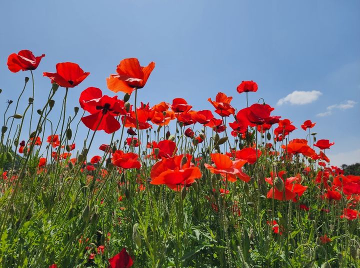 강원 원주시 판부면 용수골에 핀 꽃양귀비. *재판매 및 DB 금지