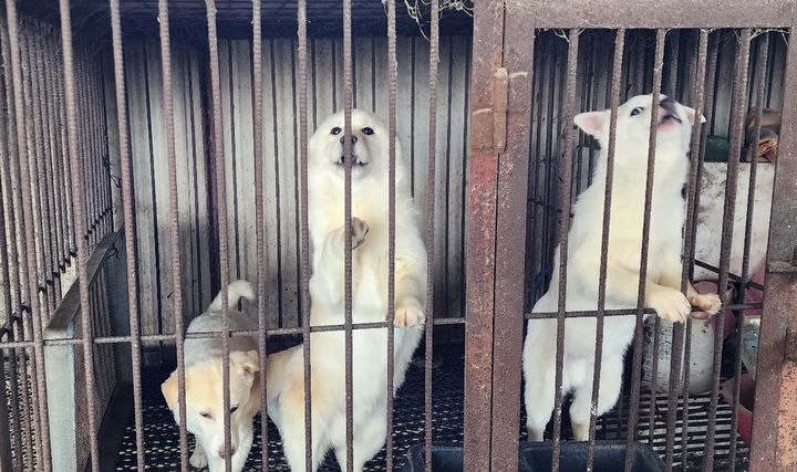 [청주=뉴시스] 충북 청주시 흥덕구 불법 도축농장에서 식용견으로 길러지던 개. (사진=청주시 제공) photo@newsis.com *재판매 및 DB 금지