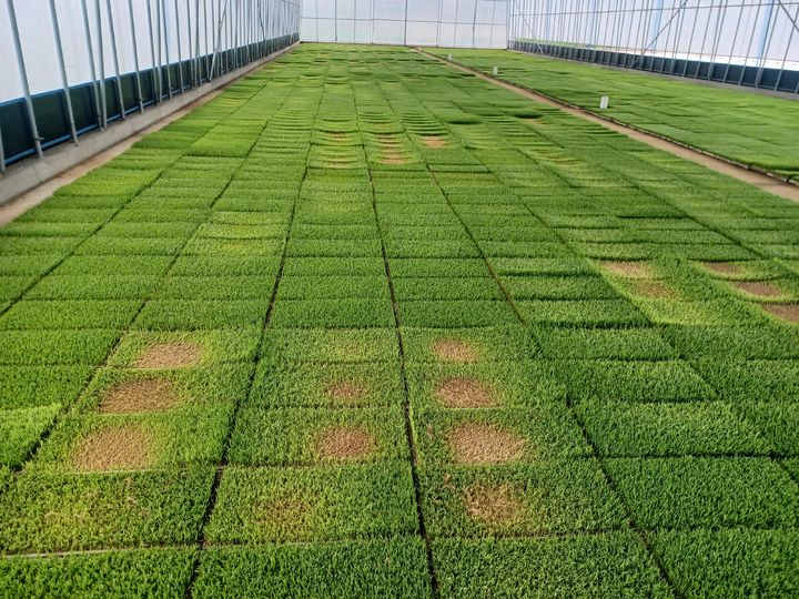 [서천=뉴시스] 벼 못자리. (사진= 서천군 제공) *재판매 및 DB 금지