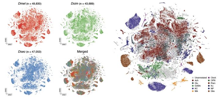 초파리 단일세포 전사체 비교 뇌 지도(아틀라스). (사진=성균관대 제공) *재판매 및 DB 금지