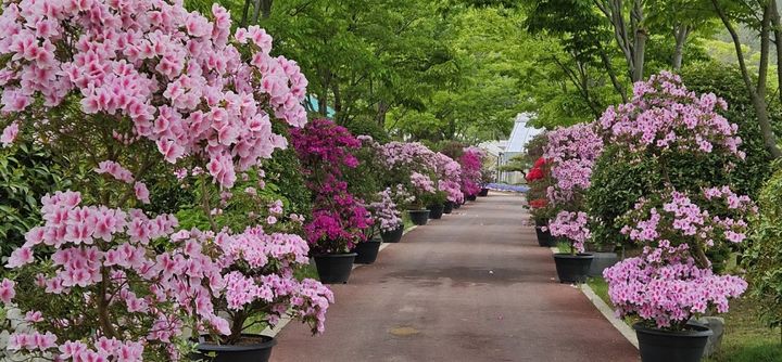 [신안=뉴시스]철쭉 분재. (사진=신안군 제공) 2025.05.08. photo@newsis.com *재판매 및 DB 금지