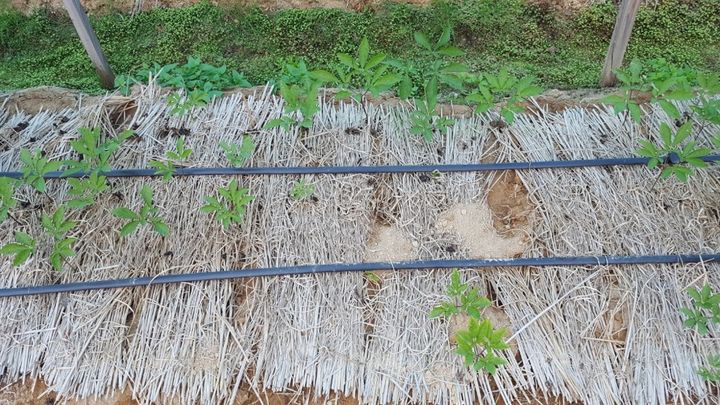 [세종=뉴시스] 뿌리응애 피해를 본 인삼. (사진=농촌진흥청 제공) *재판매 및 DB 금지