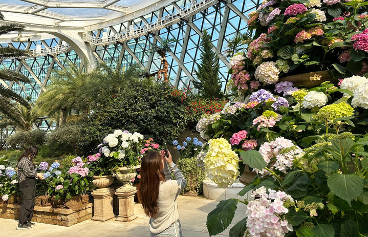 서울식물원에 전시된 전남도 육성 수국들. (사진=전남도 제공) *재판매 및 DB 금지