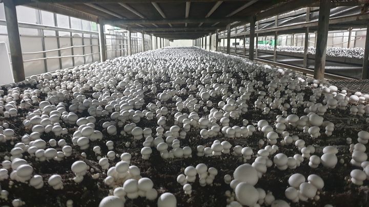 [세종=뉴시스] 양송이버섯 '이담'. (사진=농촌진흥청 제공) *재판매 및 DB 금지